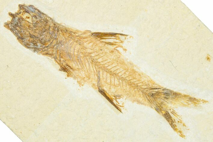 Fossil Fish (Amphiplaga) - Uncommon Species #329578